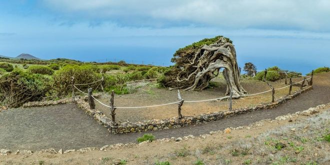 A spectacular juniper tree in El Sabinar, one of the gems of El Hierro, in the Canary Islands, Spain