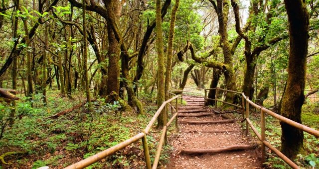 Trail at the national park Garajonay in La Gomera, Canary Islands, Spain
