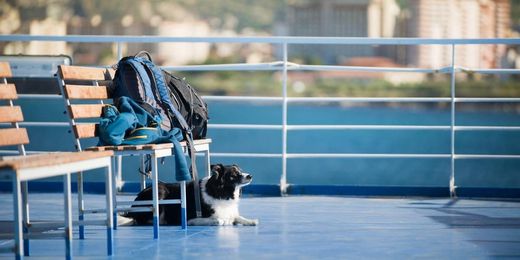 Ein entspannter Hund auf dem Deck einer Fähre