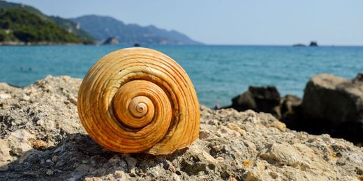Κοχύλι σε παραλία με θέα τη θάλασσα